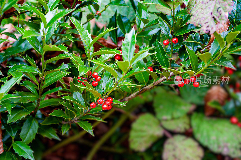 冬青(Ilex aquifolium)